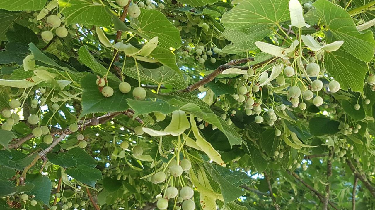 Les 7 Tilleuls - Gite Mesland المظهر الخارجي الصورة